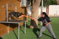 /album/trabajo-deportivo/iniciando-un-cachorro-jpg/